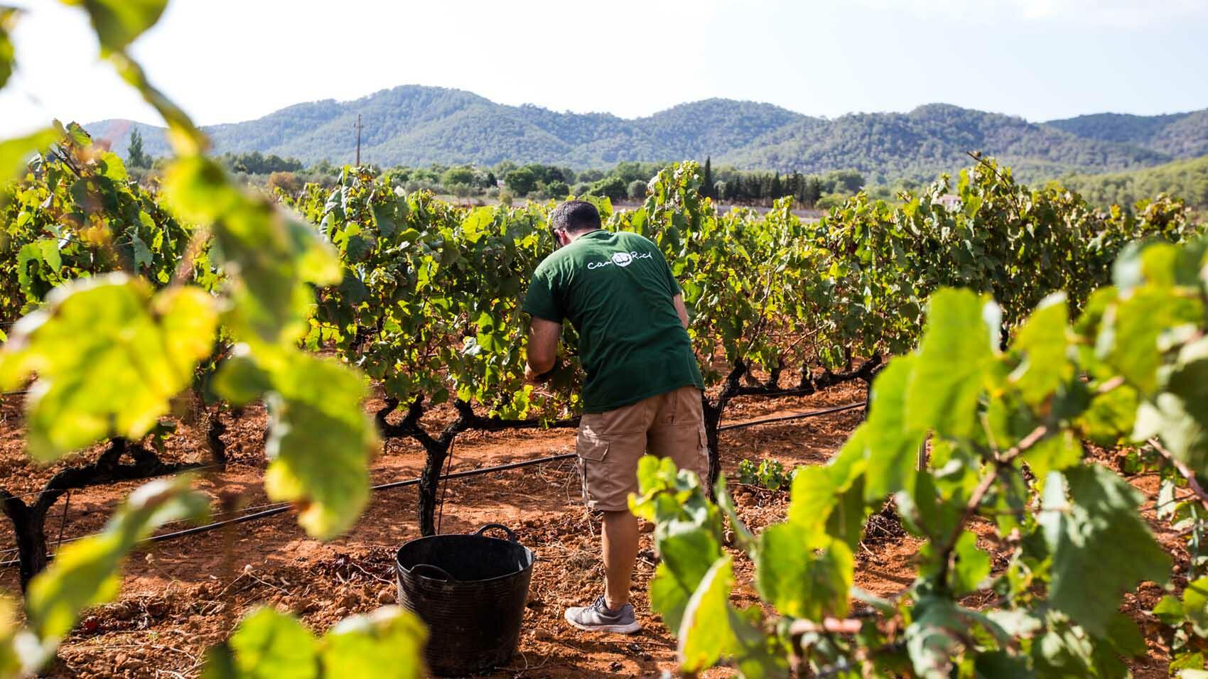 Vinos Ecológicos de Ibiza. Bodega's kunnen rijk