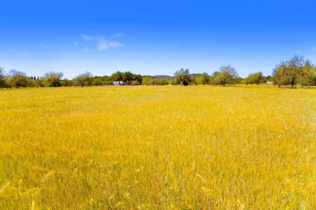 Ibiza Eiland Gouden Korenvelden van de Middellandse Zee - Prestige Properties & IbizaPreservation