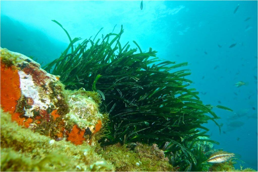 Posidonia bescherming IbizaPreservation