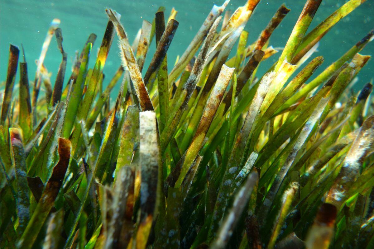 Posidonia oceanica, het zeegrasveld dat te vinden is in de wateren rond Ibiza en Formentera. Het ondersteunt het onderwaterleven, helpt de helderheid van de zee te behouden en speelt een belangrijke rol bij de bescherming van de kustlijn.