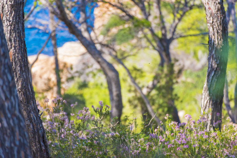 Ibiza: De ultieme bestemming voor Executive Digital Nomads en het hele jaar door luxe vakanties